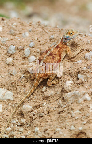 Massa AGAMA SA (AGAMA SA aculeata), femmine gravide su terreno asciutto, Deserto Kalahari, Kgalagadi Parco transfrontaliero, Sud Africa Foto Stock