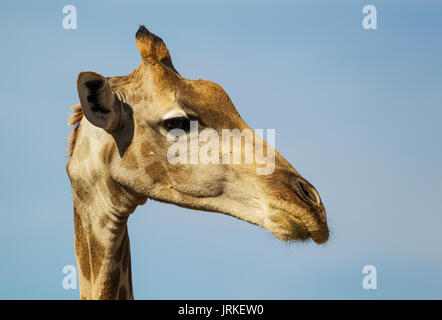 Giraffa meridionale (Giraffa giraffa), femmina, close-up, ritratto, Deserto Kalahari, Kgalagadi Parco transfrontaliero, Sud Africa Foto Stock