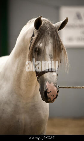 Spagnolo cavallo di razza in competizione nel concorso dressage classic, Spagna Foto Stock