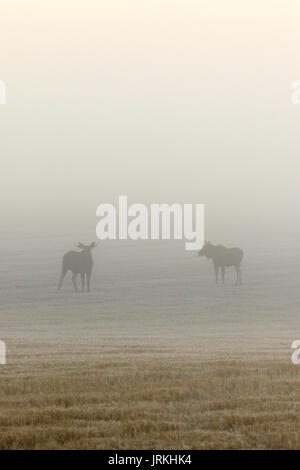 Due bull alci nella nebbia su un campo Foto Stock