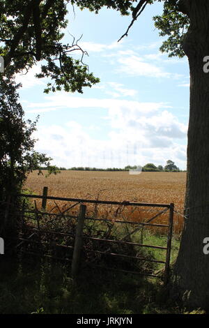 Visualizzare tramite gateway nel campo di grano Foto Stock