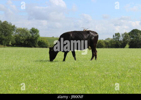 Nero Limousin pascolo di vacca Foto Stock