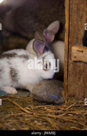 Conigli in una gabbia di legno Foto Stock