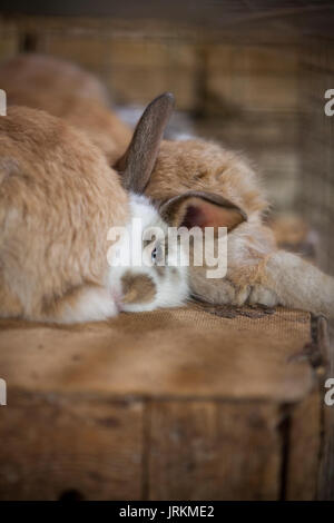 Conigli in una gabbia di legno Foto Stock