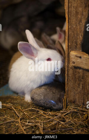 Conigli in una gabbia di legno Foto Stock