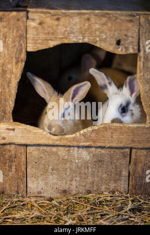 Conigli in una gabbia di legno Foto Stock