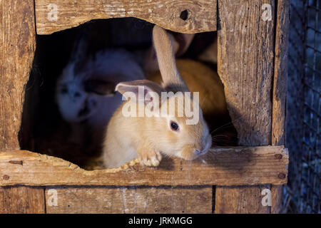 Conigli in una gabbia di legno Foto Stock