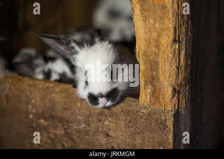 Conigli in una gabbia di legno Foto Stock