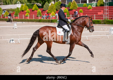 Rider competere nel concorso dressage classic, Estepona, Malaga Spagna Foto Stock