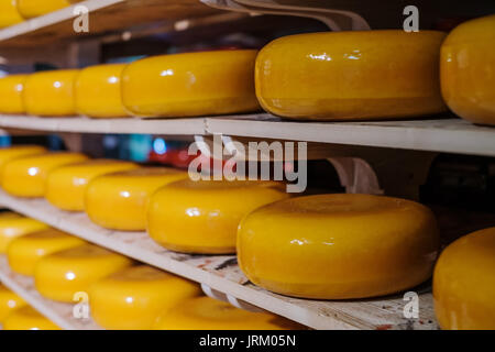 Un sacco di teste gialla Formaggio in una finestra del negozio. Foto Stock