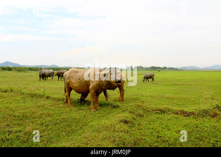 Mandria di bufali sul campo Foto Stock