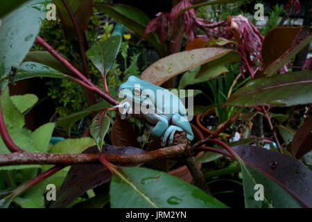 Fase blu bianco Treefrog, Litoria caerulea, Australian ranocchio verde, captive sub-maschio adulto Foto Stock