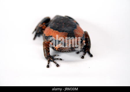Asian dipinto Bullfrog, Kaloula pulchra, su sfondo bianco, sud-est asiatico di anfibio, Captive Foto Stock