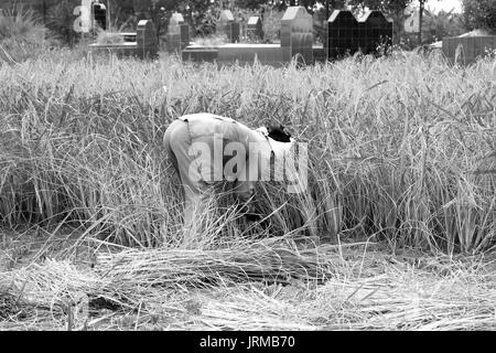 HAI DUONG, Vietnam, 6 novembre: Vietnamese contadina raccolta su un campo di riso il 6 novembre 2013 di Hai Duong, Red River Delta, Vietnam. Culto del riso Foto Stock