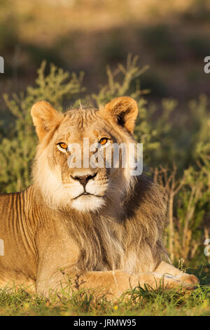 Lion (Panthera leo), maschio, riposo, ritratto, Deserto Kalahari, Kgalagadi Parco transfrontaliero, Sud Africa Foto Stock