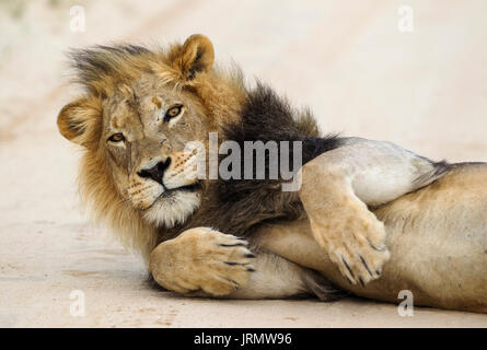 Lion (Panthera leo), nero-maned Kalahari maschio, su strada, deserto Kalahari, Kgalagadi Parco transfrontaliero, Sud Africa Foto Stock