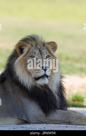 Lion (Panthera leo), nero-maned maschio del Kalahari, riposo, durante la stagione delle piogge con dintorni verdi, ritratto, Deserto Kalahari Foto Stock