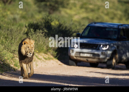 Lion (Panthera leo), nero-maned Kalahari lion, maschio camminando sulla strada, dietro di esso un veicolo turistico su un game drive, durante la stagione delle piogge Foto Stock