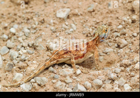 Massa AGAMA SA (AGAMA SA aculeata), femmine gravide di scavo un nido, Deserto Kalahari, Kgalagadi Parco transfrontaliero, Sud Africa Foto Stock