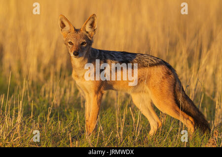 Nero-backed Jackal (Canis mesomelas), passeggiate in prati, Deserto Kalahari, Kgalagadi Parco transfrontaliero, Sud Africa Foto Stock