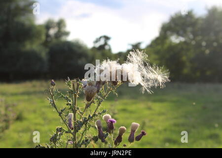 Spear thistle semi diffondendo nel vento Foto Stock