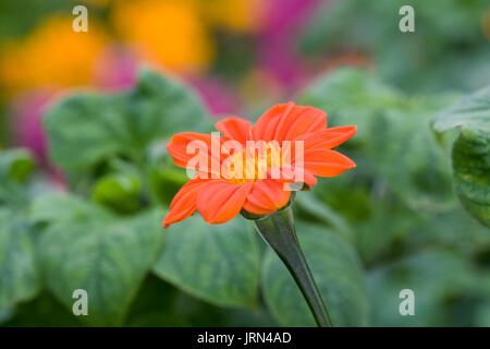 Tithonia rotundifolia "Torcia' Fiore. Foto Stock