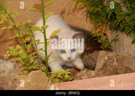 Il gatto domestico, giovani ragdoll, caccia in giardino Foto Stock