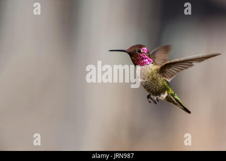 Anna's hummingbird Foto Stock