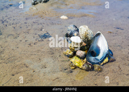 Pila di diversi serbatoi e le vongole in acqua poco profonda della piana di fango a bassa marea su Waddensea, Paesi Bassi Foto Stock