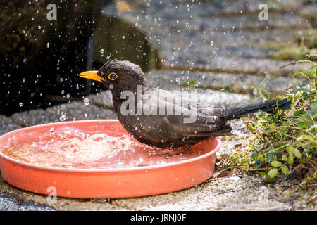 Wet maschio adulto merlo comune, Turdus merula, godendo di un bagno in acqua la ciotola in giardino Foto Stock