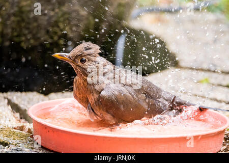Adulti femmine merlo comune, Turdus merula, godendo di una vasca da bagno e di spruzzi di acqua nella ciotola in giardino Foto Stock