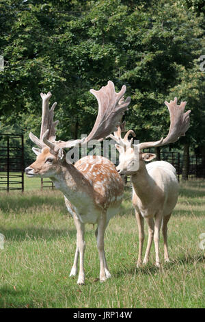 Bushy Park, SW LONDRA, REGNO UNITO. 6 agosto 2017. Daini cervi con corna di velluto in una bella giornata in Bushy Park South West London REGNO UNITO. Credito: Julia Gavin UK/Alamy Live News Foto Stock