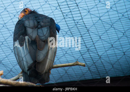 California Condor guardando sopra la spalla Foto Stock