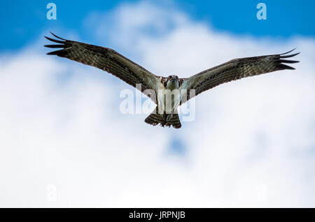 Osprey in volo sulla testa guardando dritto verso la telecamera Foto Stock