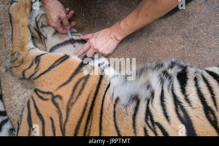 Veterinario e zookeeper getting il sangue prelevato dal tiger Foto Stock