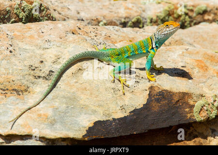 Collare orientale Lizard Crotaphytus collaris Woodruff, Navajo County, Arizona, Stati Uniti 28 giugno 2017 maschio adulto Crotaphytidae Foto Stock