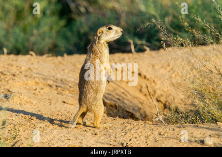 Gunnison del cane della prateria Cynomys gunnisoni Farmington, Nuovo Messico, Stati Uniti 28 giugno 2017 adulto Sciuridae Foto Stock