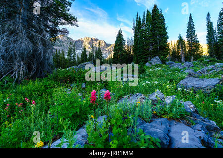 Estate high country fiori selvatici in Albion bacino zona di montagna Foto Stock