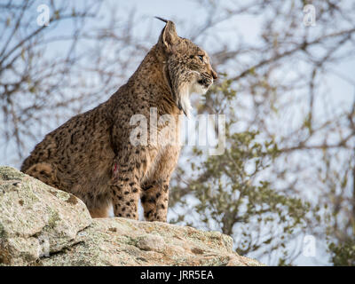 Lince iberica ( Lynx pardinus ) in piedi su una roccia nel Spaing Foto Stock