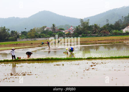 HAI DUONG, Vietnam, 26 Giugno: gli agricoltori coltivato il riso in campo il 26 giugno 2013 di Hai Duong, Vietnam. Il riso è la più antica professional al Vietnam rurale. Foto Stock