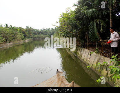 HAI DUONG, Vietnam, luglio, 20: l'agricoltore vietnamita per alimentare pesci sulla luglio 20, 2013 di Hai Duong, Red River Delta, Vietnam. Foto Stock