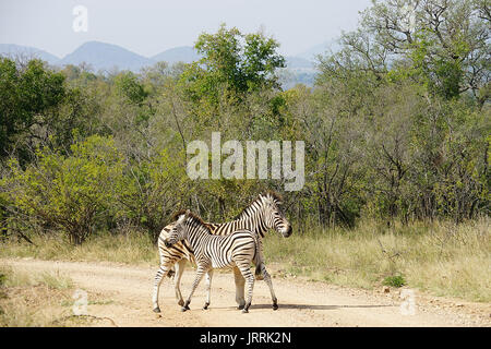 Zebra Burchell Kruger National Park Foto Stock