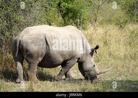 White Rhino nel Krueger National Park Foto Stock