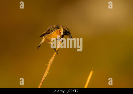 Stonechat comune regurgitating beetle carapaces Foto Stock