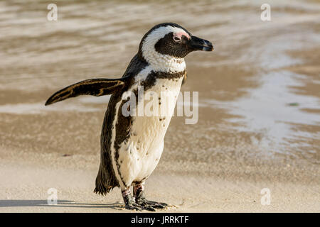 Un africano il pinguino su una spiaggia in Sud Africa Foto Stock