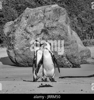 I Penguins africani in riva al mare in Africa australe Foto Stock