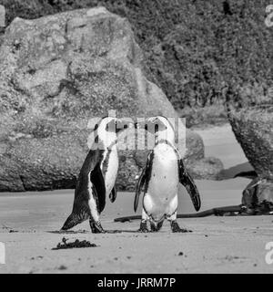 I Penguins africani in riva al mare in Africa australe Foto Stock