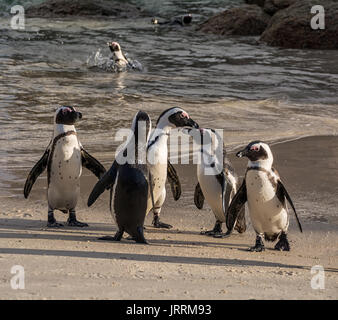 I Penguins africani in riva al mare in Africa australe Foto Stock