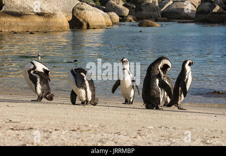 I Penguins africani in riva al mare in Africa australe Foto Stock