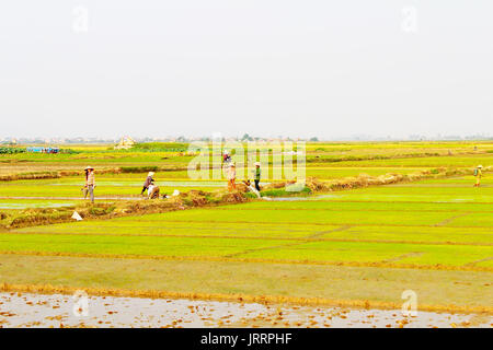 HAI DUONG, Vietnam, 26 Giugno: agricoltrici portare acqua per i campi di riso a giugno 26, 2013 di Hai Duong, Vietnam Foto Stock